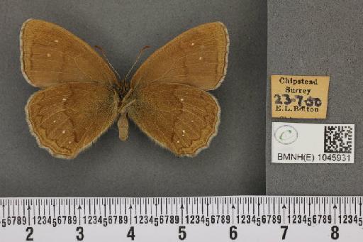 Aphantopus hyperantus ab. caeca Fuchs, 1884 - BMNHE_1045931_21894