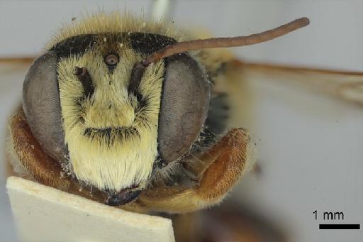 Megachile hilaris Smith, F., 1879 - 969502 Megachile hilaris type face