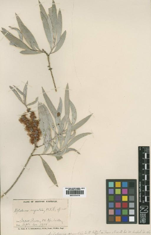 Melaleuca argentea W.Fitzg. - BM000839216