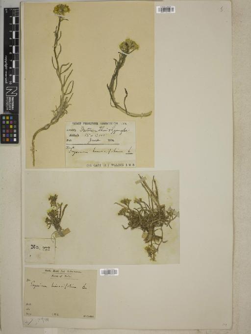 Erysimum hieracifolium L. - BM001241958