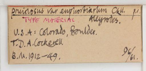 Aleyrodes pruinosa Bemis, 1904 - 013479902_additional