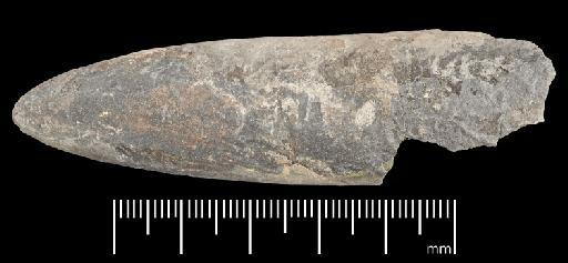 Acrocoelites (Odontobelus) levidensis (Simpson) - PI CC  928 - belemnite