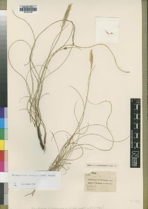 Rytidosperma disticha (Nees) Cope - BM000922899