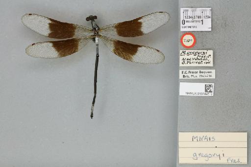 Mnais gregoryi Fraser, 1924 - 013384611_dorsal