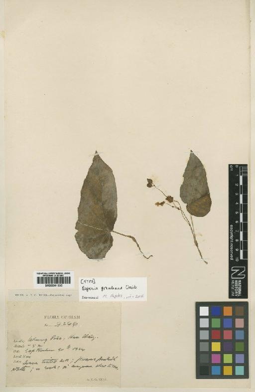 Begonia grantiana Craib - BM000901235
