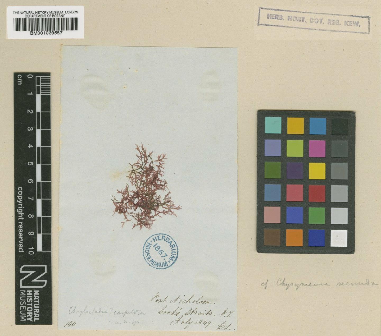 To NHMUK collection (Lomentaria caespitosa (Harv.) V.J.Chapm.; TYPE; NHMUK:ecatalogue:723228)