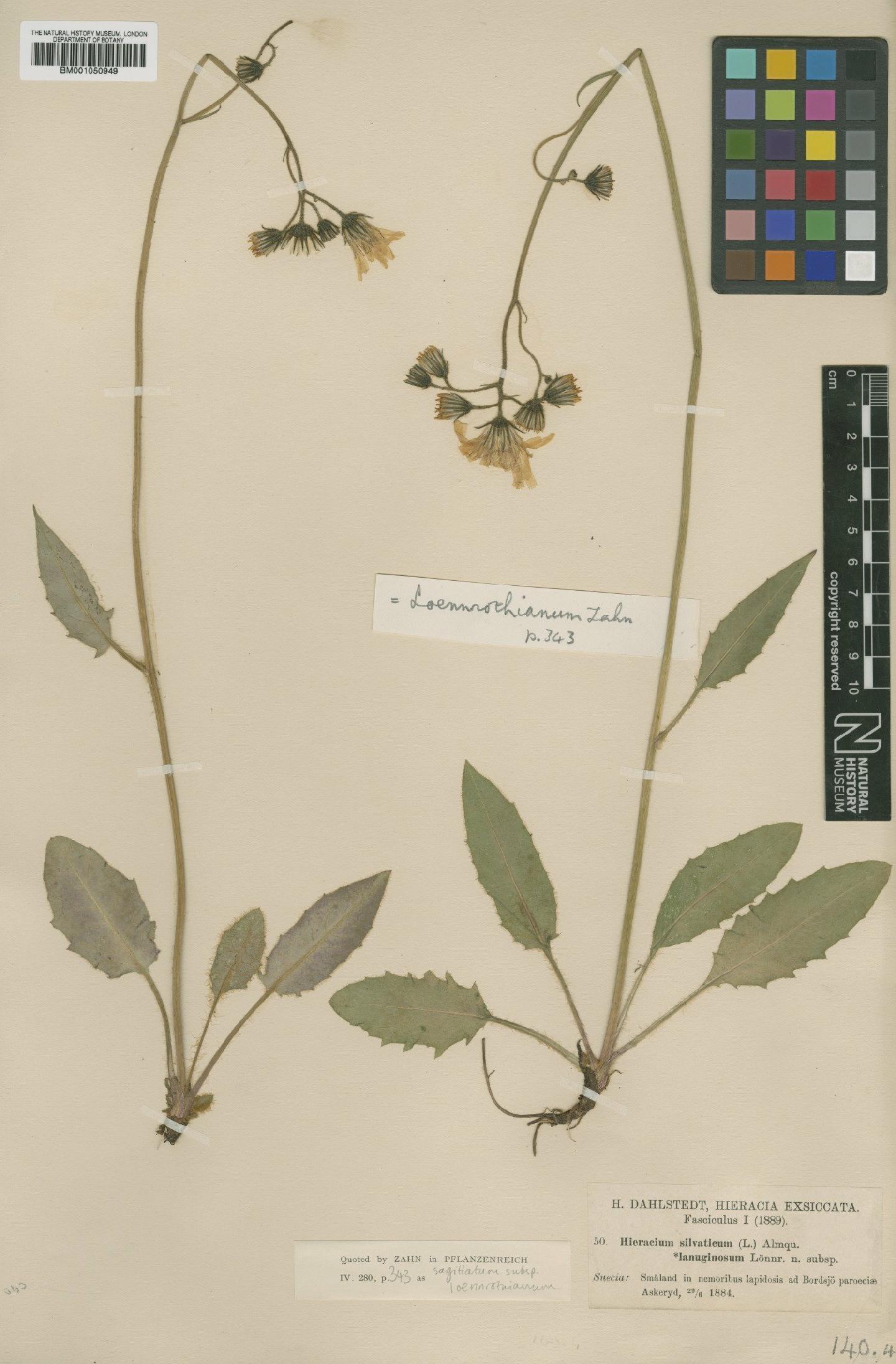 To NHMUK collection (Hieracium sagittatum subsp. loennrothianum Zahn; TYPE; NHMUK:ecatalogue:2413687)