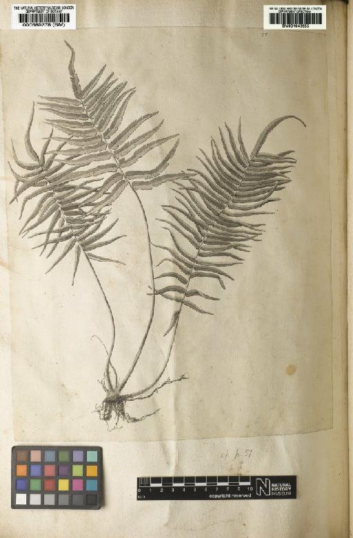 Pteris longifolia L. - BM001046655