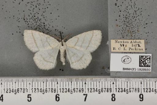 Cabera pusaria (Linnaeus, 1758) - BMNHE_1928650_494607