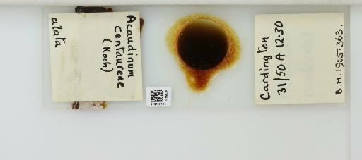 Acaudinum centaureae Koch, 1854 - 014762195_112424_1092575_835815_NoStatus