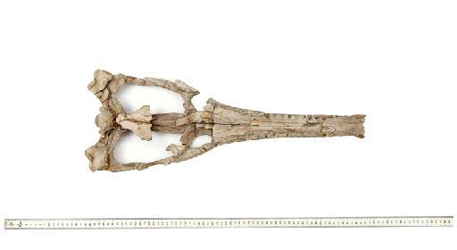 Steneosaurus hulkei Andrews 1913 - PV R 2074 skull 002