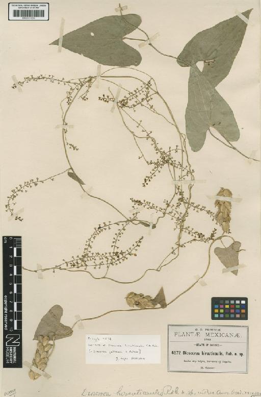 Dioscorea jaliscana S.Watson - BM001191050