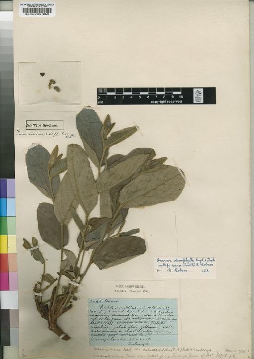 Annona stenophylla subsp. nana (Exell) N.Robson - BM000546805