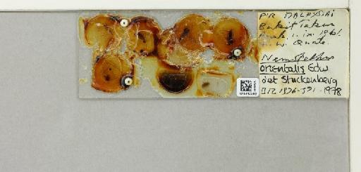Nemopalpus orientalis (Edwards, 1928) - 015412392_811327_1328670_828698_NoStatus