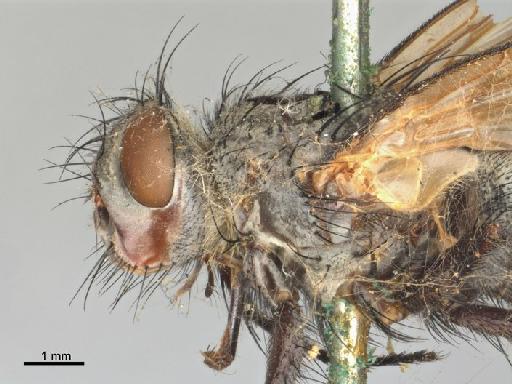 Dexia buccata Emden, F. I., 1947 - Dexia buccata NHMUK010240982 holotype head thorax left lateral