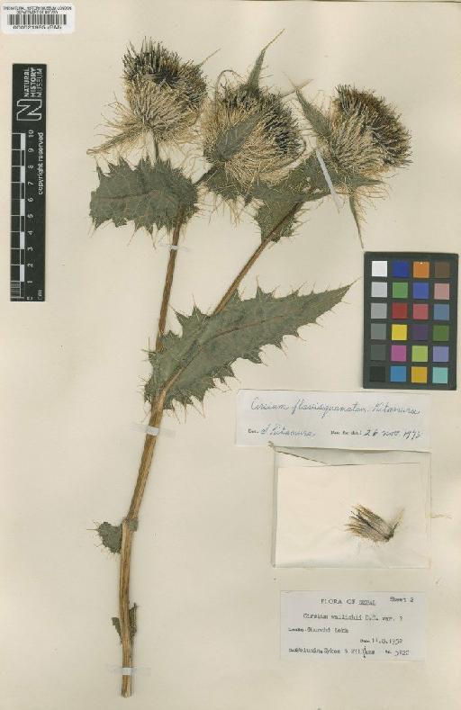 Cirsium flavisquamatum Kitam. - BM000521985