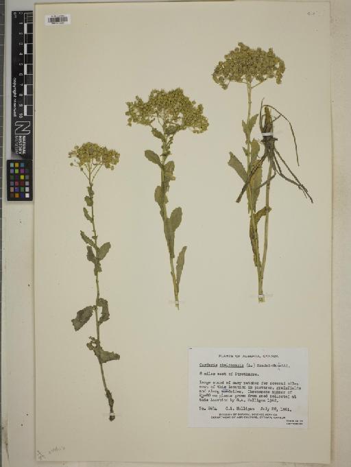 Cardaria chalepense (L.) Handel-Mazzetti - BM010775063