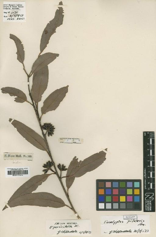 Eucalyptus pilularis Sm. - BM001015204
