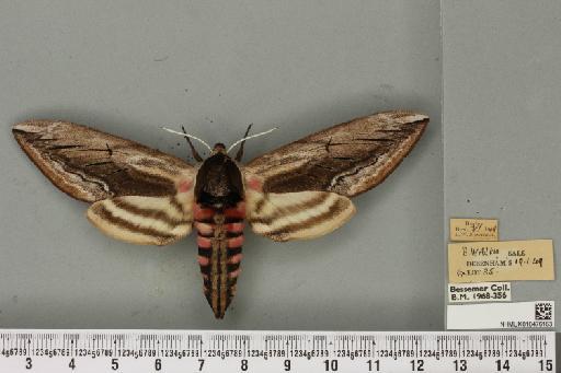 Sphinx ligustri Linnaeus, 1758 - NHMUK_010476163_533849