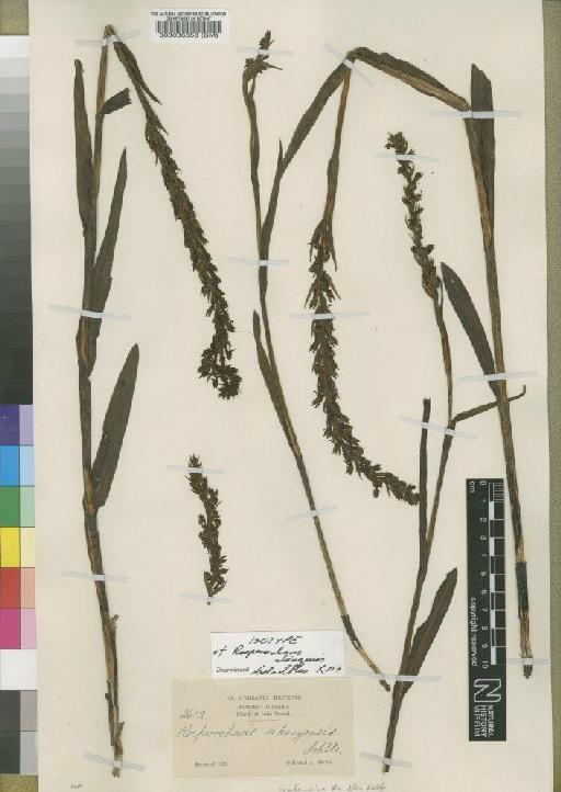 Habenaria peristyloides A.Rich. - BM000033658