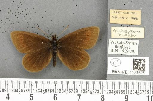 Erebia epiphron mnemon f. scotica Cooke, 1943 - BMNHE_1173526_29446