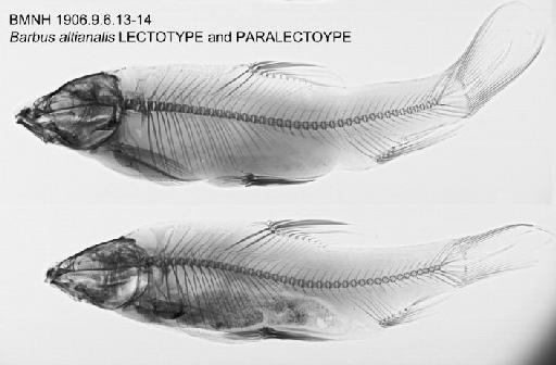 Barbus altianalis Boulenger, 1900 - BMNH 1906.9.6.13-14 - Barbus altianalis LECTOTYPE and PARALECTOTYPE Radiograph