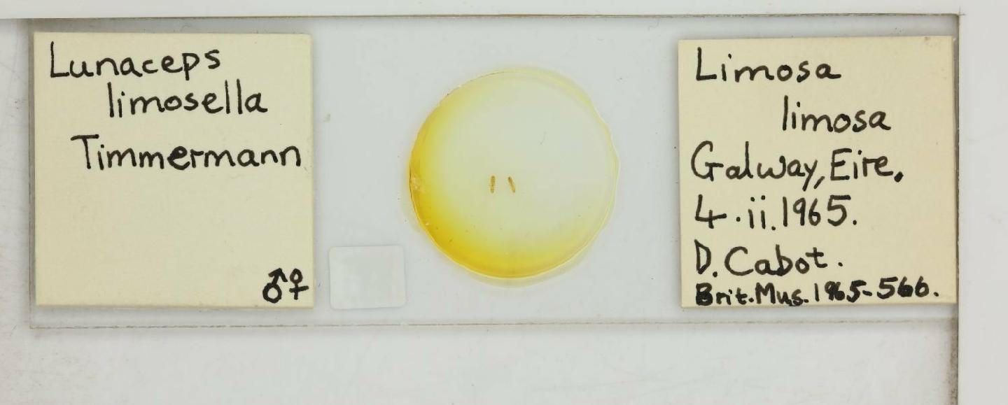 To NHMUK collection (Lunaceps limosella Timmermann, 1954; NHMUK:ecatalogue:8018413)