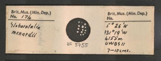 Globorotalia menardii (d'Orbigny) - ZF5755.jpg
