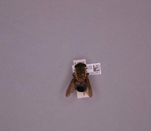 Metacuterebra apicalis (Guérin-Méneville, 1835) - 013622500_235071_16757