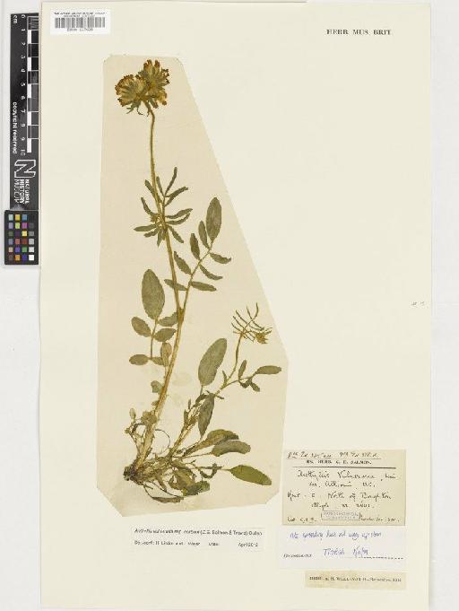 Anthyllis vulneraria subsp. corbierei (C.E.Salmon & Travis) Cullen - BM001037406