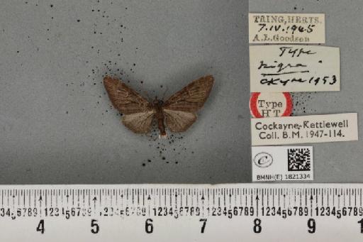 Eupithecia abbreviata ab. nigra Cockayne, 1953 - BMNHE_1821334_384029