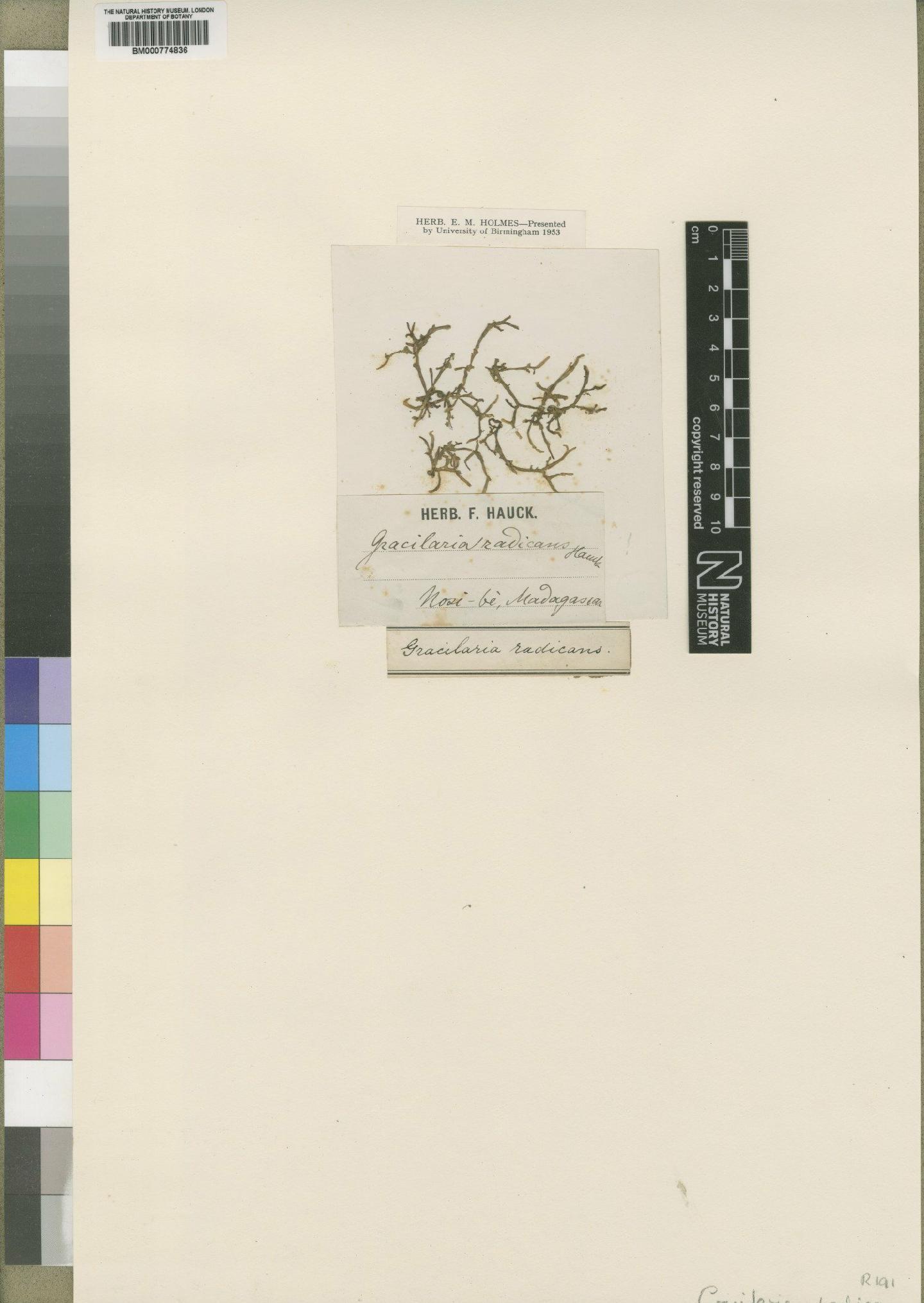 To NHMUK collection (Gracilaria hauckii Silva; Syntype; NHMUK:ecatalogue:4858336)