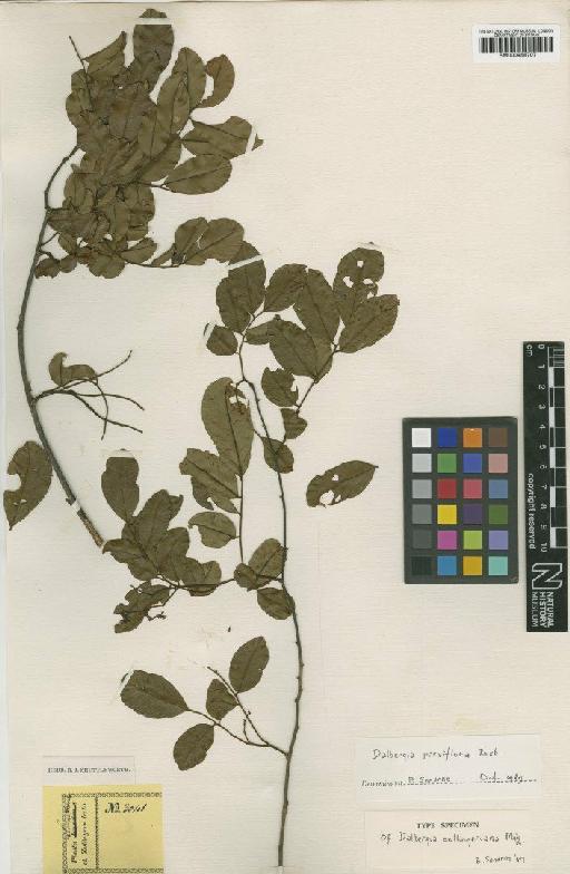 Dalbergia parviflora Roxb. - BM000958707