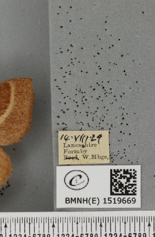 Lasiocampa trifolii trifolii (Denis & Schiffermüller, 1775) - BMNHE_1519669_label_193095