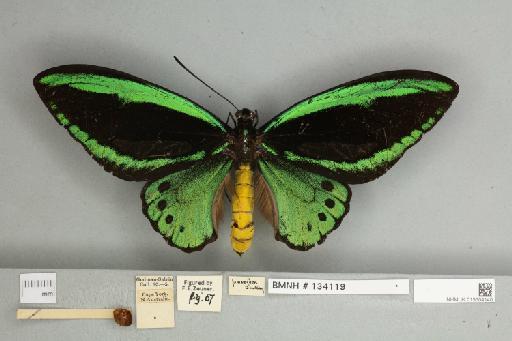 Ornithoptera priamus pronomus Gray, 1852 - 013604140__