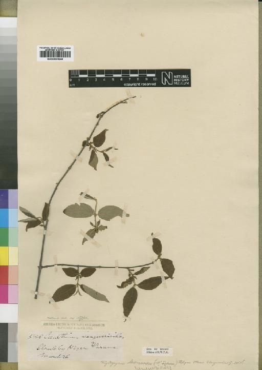Rytigynia leonensis (Schum) Robyns - BM000903266