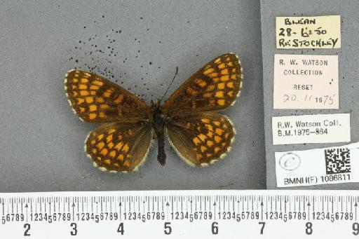 Melitaea athalia ab. basalis Tutt, 1898 - BMNHE_1086811_57240