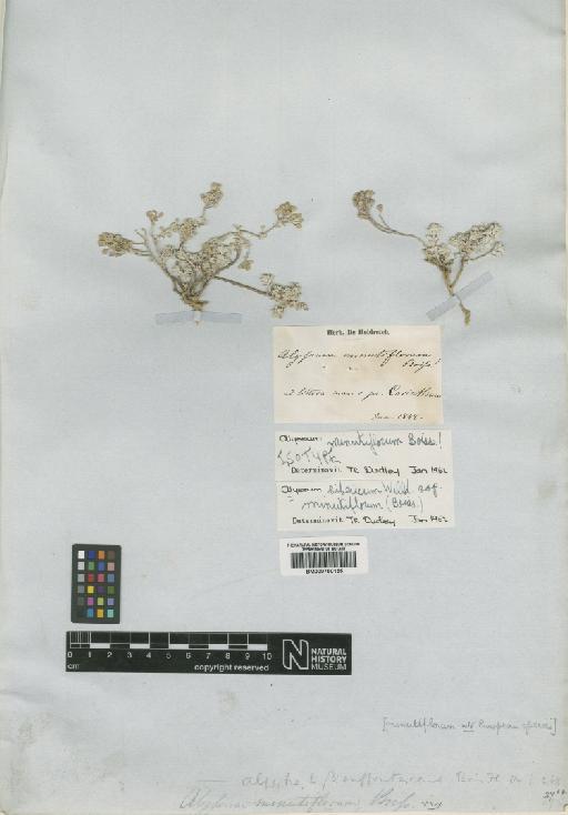 Alyssum sibiricum Willd. - BM000750155