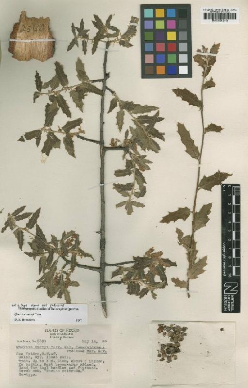 Quercus emoryi Torr. - BM000993450