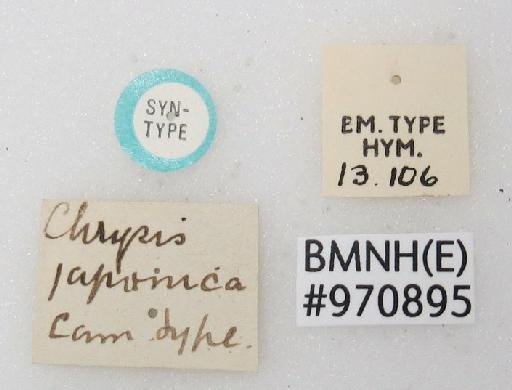 Chrysis japonica Cameron, P., 1887 - Chrysis_japonica-BMNH(E)#970895_type-labels2