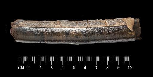 Toxodon platensis Owen, 1837 - M16565_3 Toxodon platensis S America Lower Right Molar