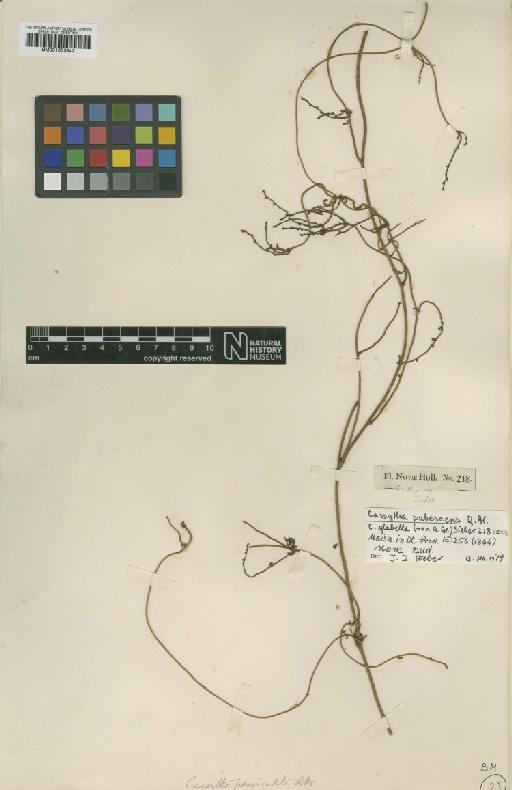 Cassytha pubescens R.Br. - BM001053842