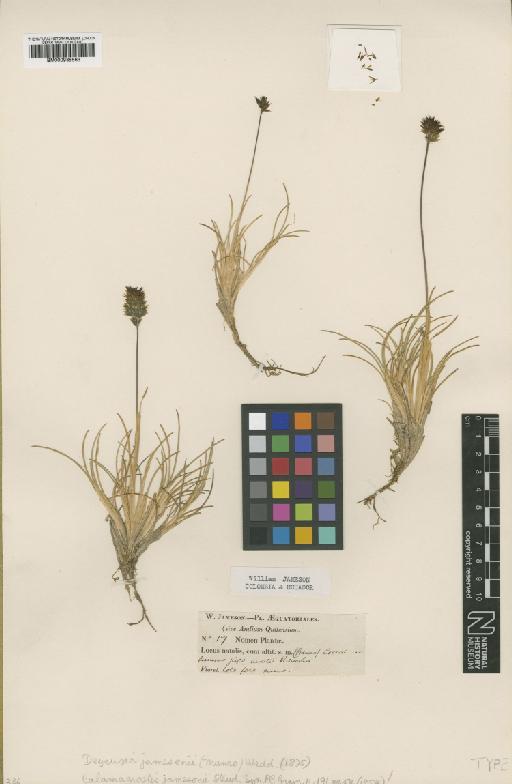 Calamagrostis jamesonii Steud. - BM000938563