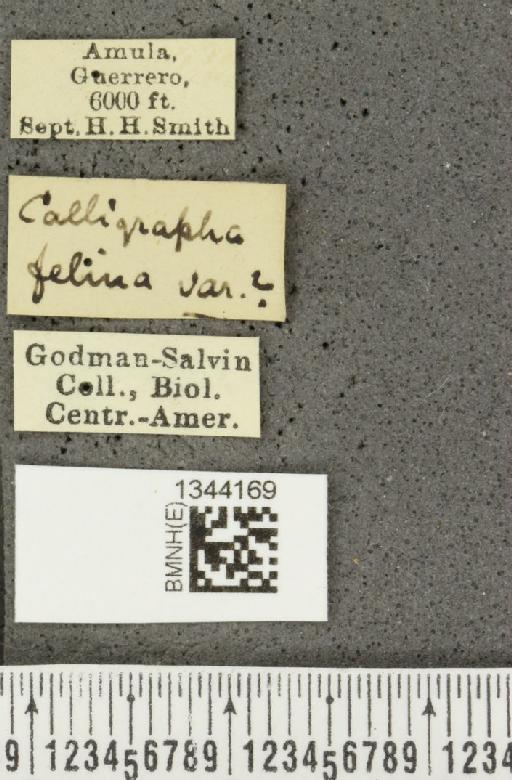 Calligrapha (Calligrapha) felina Stål, 1860 - BMNHE_1344169_label_16693