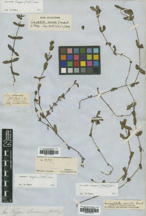 Limnophila fragrans (G.Forst.) Seem. - BM001040741