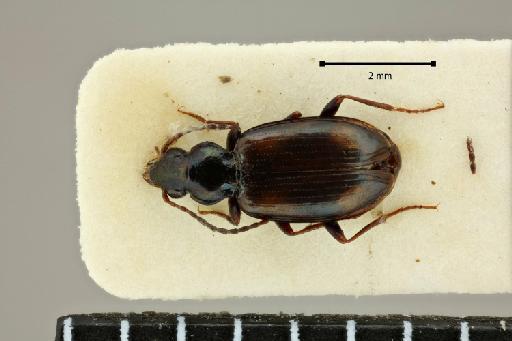 Bembidion insidiosum luntaka Andrewes, 1924 - 2017-03-19 14-42-11 (C)-Bembidion-luntaka-NHMUK010580518-4x