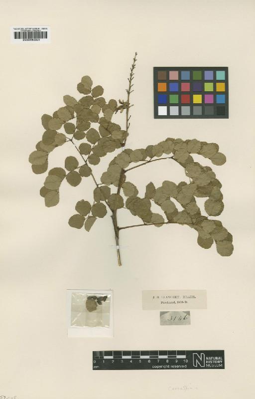 Caesalpinia laxiflora Tul - BM000952023