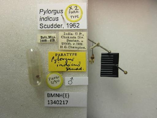 Pylorgus indicus Scudder, 1962 - Pylorgus indicus-BMNH(E)1340217-Paratype male dorsal & labels