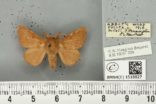 Malacosoma neustria (Linnaeus, 1758) - BMNHE_1518827_189954