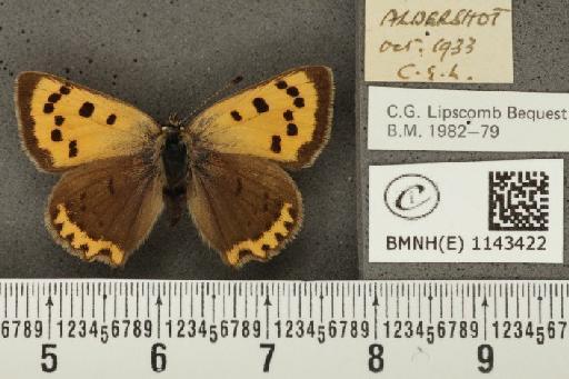 Lycaena phlaeas eleus ab. intermedia Tutt, 1896 - BMNHE_1143422_108295